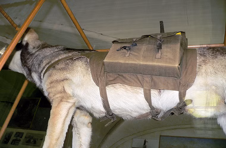 Hàng trăm chó chống tăng như vậy sẽ được tung ra chiến trường cùng một lúc và chúng đã được huấn luyện để có thể phát hiện xe tăng Đức. Sau khi chui xuống dưới gầm xe tăng, cần gạt trên thân mỗi chó chống tăng sẽ kích nổ khối thuốc nổ mà nó mang theo. Các tài liệu Quân đội Liên Xô cho biết, ít nhất 300 xe tăng Đức bị tiêu diệu bằng cách này. Các đơn vị chó chống tăng của Liên Xô thậm chí còn được Nga duy trì đến năm 1996.