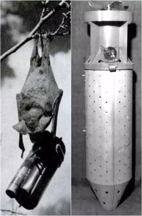 Sau khi được triển khai và gần tiếp đất, dù chính trên bom dơi sẽ được bung ra nhằm giảm tốc độ rơi của quả bom. Lúc này các khoang chứa dơi bên trong quả bom cũng sẽ được mở và những con dơi được gắn bom trên thân sẽ bay ra ngoài tìm chỗ ngủ. Sau khoảng thời gian hẹn giờ những quả bom di động này sẽ phát nổ tại bất kỳ địa điểm nào mà chúng cứ ngụ.