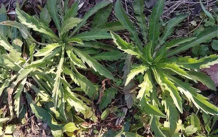 Cỏ tai hùm, loài cây đặc sản bao người săn lùng - Hình 2 Co tai hum, loai cay dac san bao nguoi san lung-Hinh-2