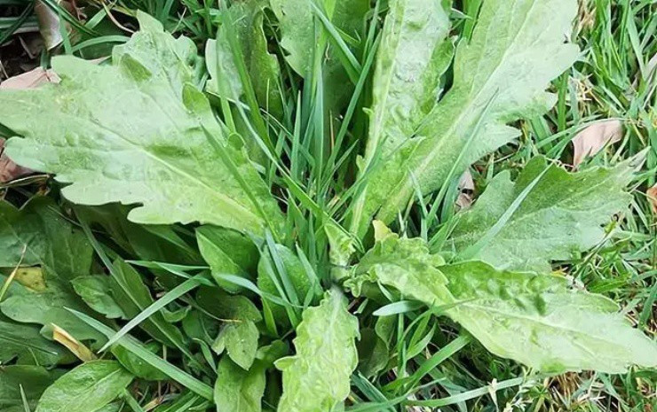 Cỏ tai hùm, loài cây đặc sản bao người săn lùng Co tai hum, loai cay dac san bao nguoi san lung