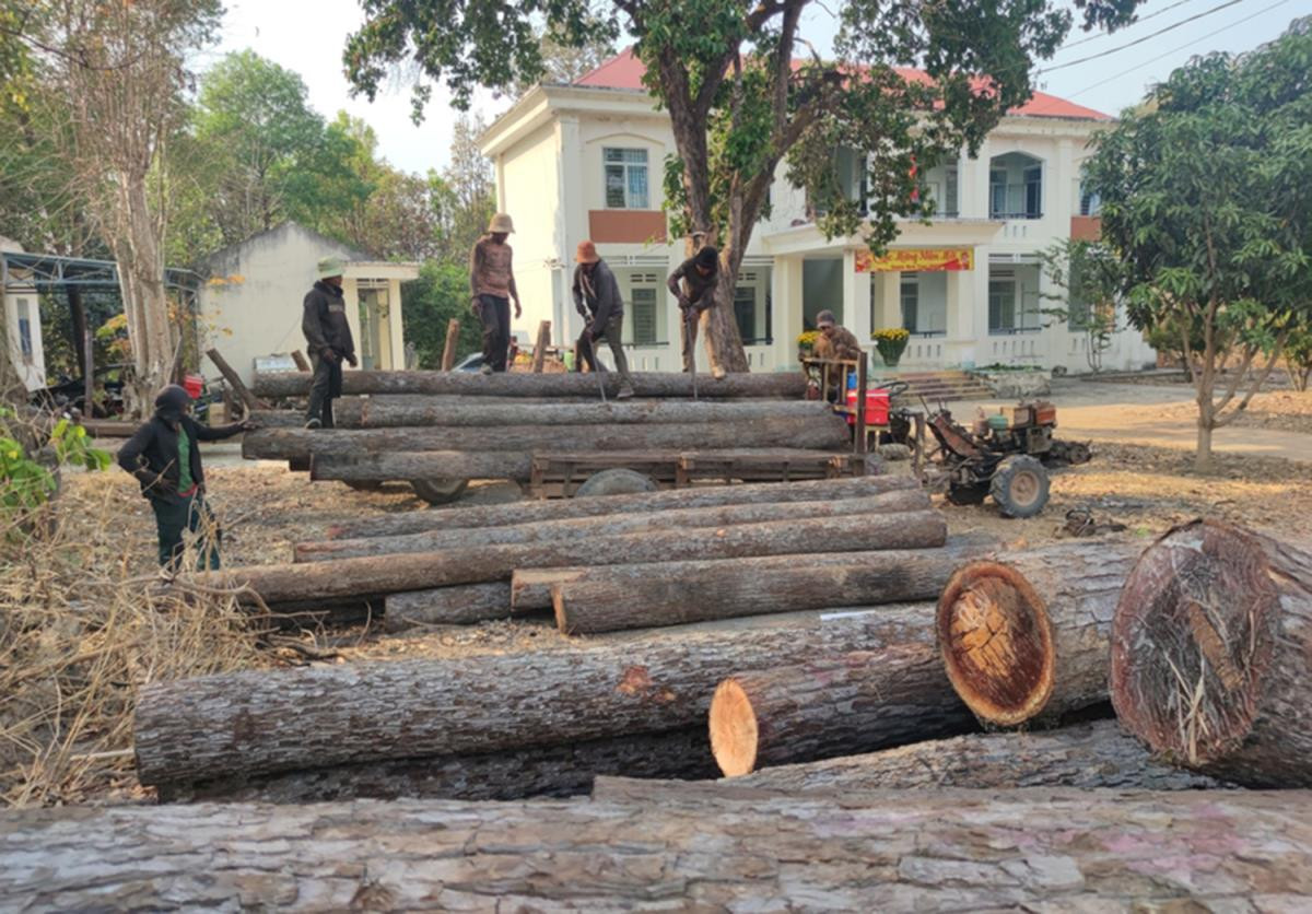 Gia Lai: Bat nhom 30 nguoi pha rung, de doa luc luong chuc nang