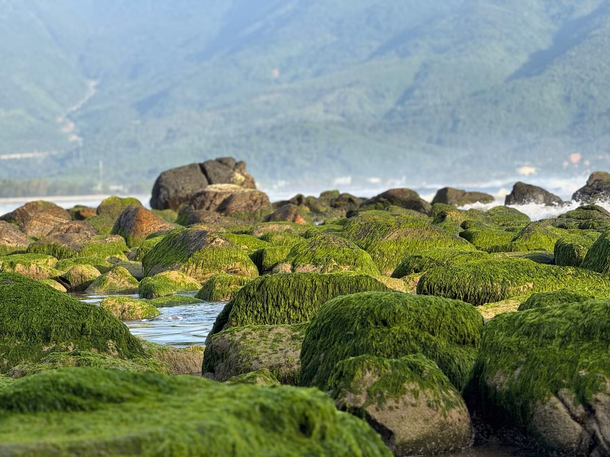 Ghềnh đá Nam Ô dài khoảng 500m, nhô ra biển, nơi những lớp đá ngầm ẩn mình dưới làn nước biển trong xanh. Các tảng đá nổi với đủ hình dáng, kích thước được phủ bởi lớp rêu xanh mướt, tạo nên một cảnh tượng vô cùng ấn tượng. Ảnh Ngọc Hân