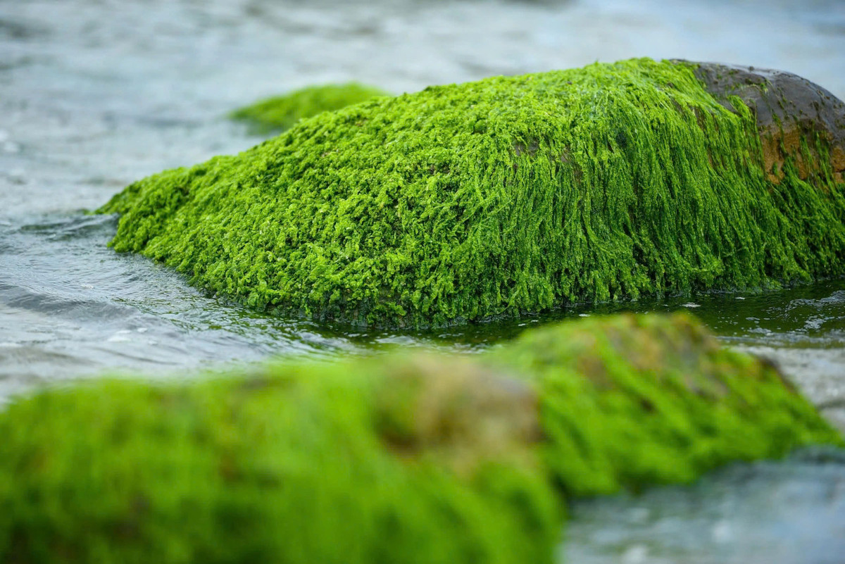 Mỗi năm một lần vào khoảng đầu tháng 2, sau những ngày lạnh, trời hửng nắng xuân là vào mùa rêu xanh mướt ở rạn Nam Ô. Ảnh Ngọc Hân