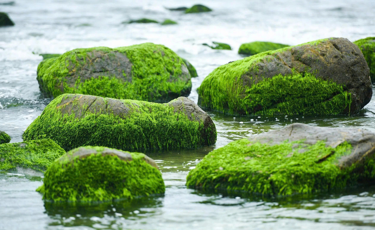 Khi mặt trời ló dạng, thủy triều xuống... cũng là lúc thảm rêu xanh mọc trên đá bắt đầu lộ ra. Ảnh Ngọc Hân