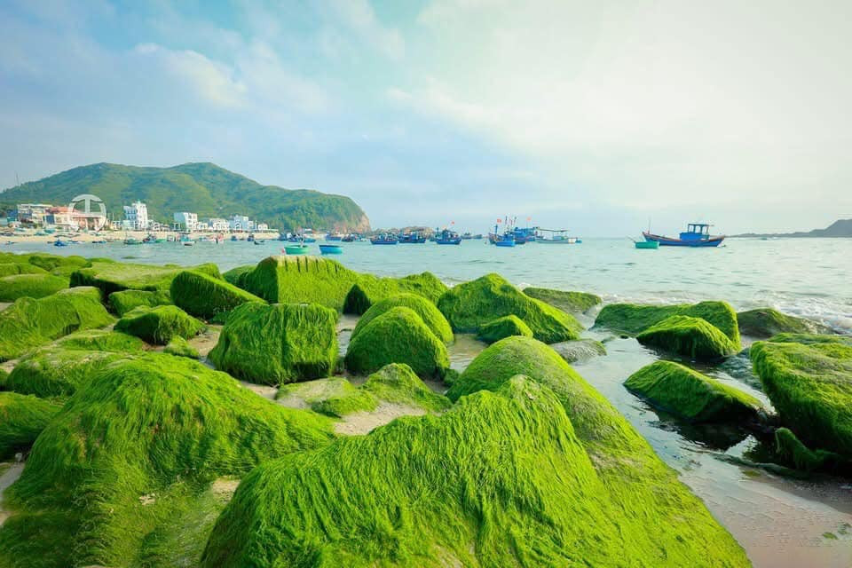 Những phiến đá gồ ghề được bao phủ bởi “tấm thảm xanh” của rong rêu đua nhau mọc lên. Loại rêu này xanh ngắt, bám chặt vào đá, lay nhẹ theo mặt nước biển. Khi thủy triều rút xuống, những đám rêu phơi mình trên mỏm đá, cùng ánh bình minh nhẹ nhàng len lỏi qua từng khẽ đá. Vẻ đẹp mang nét hoang sơ của tạo hóa nhưng lại huyền ảo đến lạ làm du khách ngất ngây. Ảnh Phạm Minh Tuấn