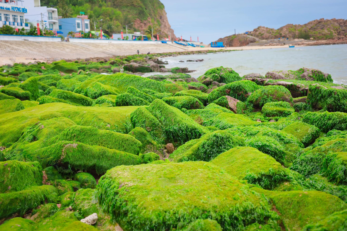 Vào những ngày đầu tháng 2, bãi đá uốn lượn quanh bờ kè chắn sóng ở làng chài xã Nhơn Hải phủ kín rêu xanh, thu hút đông du khách tới chụp ảnh. Ảnh Phan Thùy Linh