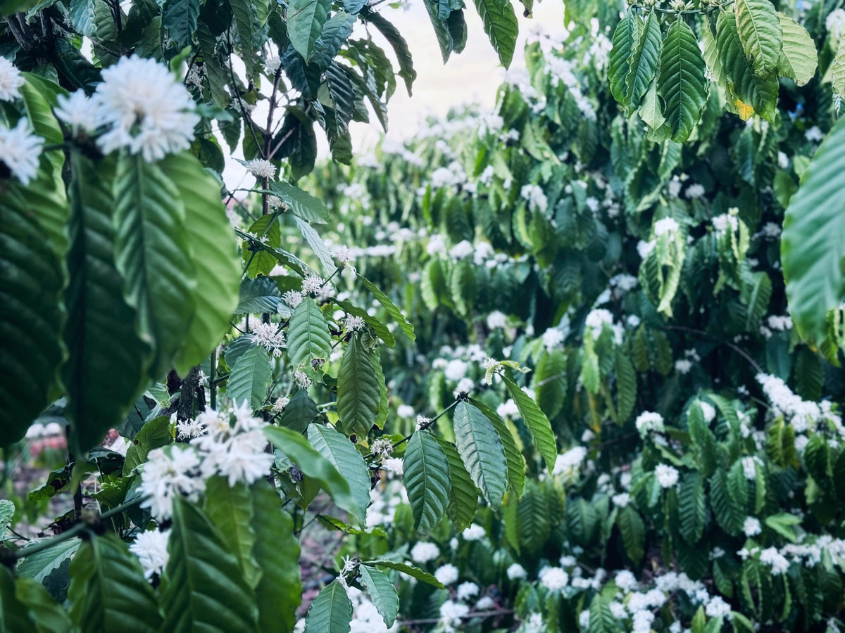 Da dang tour ngam hoa ca phe Tay Nguyen dau thang 3