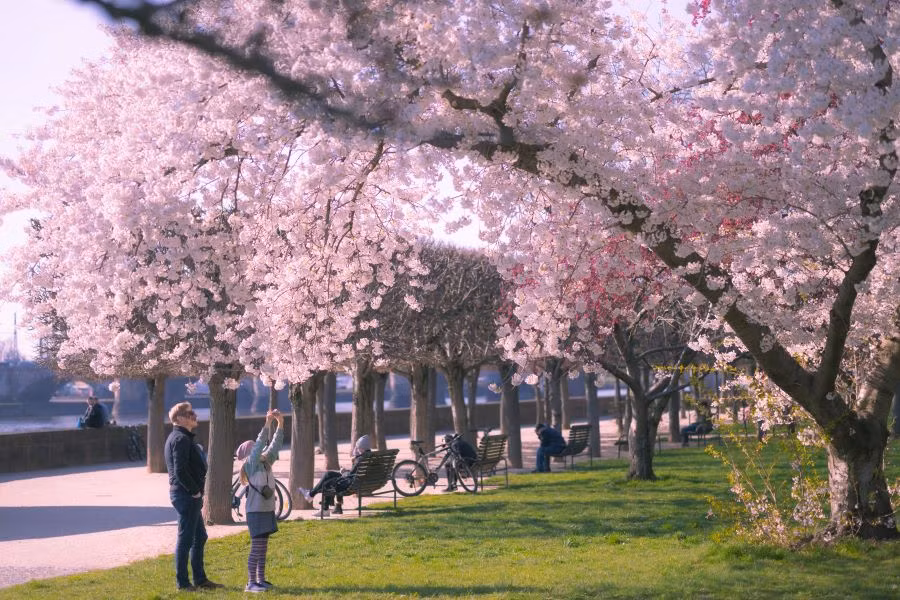  Cologne, Đức: Nằm giữa lòng phố cổ Cologne, Heerstraße là con đường huyền thoại mỗi mùa xuân khi những tán hoa anh đào đồng loạt bung nở, phủ kín cả bầu trời sắc hồng rực rỡ. Những cánh hoa mong manh đung đưa trong gió, tạo nên khung cảnh như cổ tích giữa các tòa nhà cổ kính đậm chất châu Âu. Không gian ngập tràn vẻ đẹp lãng mạn, thu hút du khách khắp nơi đến chiêm ngưỡng và lưu lại những khoảnh khắc đáng nhớ. Ảnh Internet