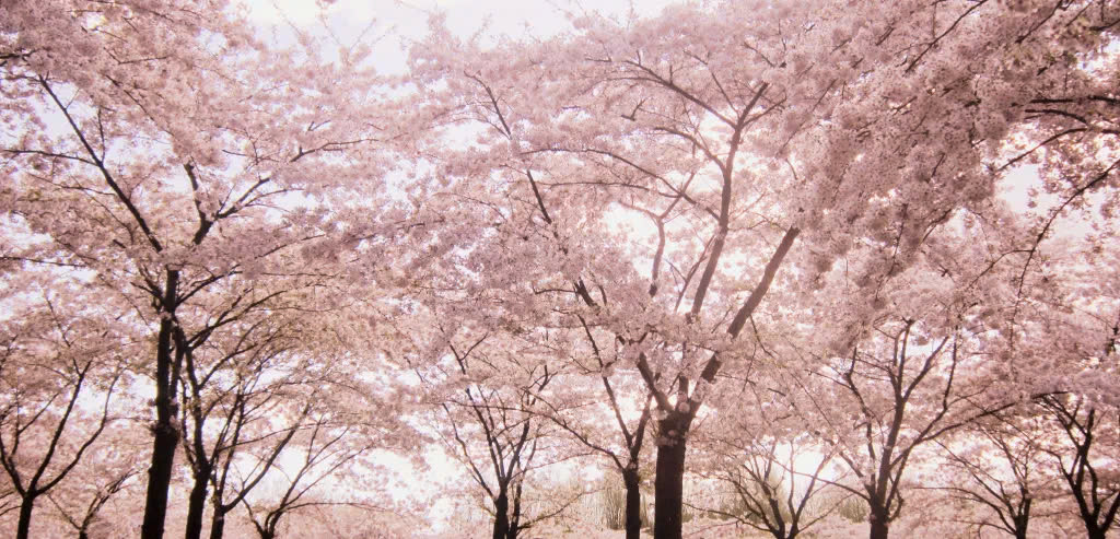  Thủ đô Amsterdam – Hà Lan: Mặc dù Hà Lan không phải là quê hương của hoa anh đào, nhưng mùa xuân đến, đất nước này vẫn khoác lên mình một tấm áo mới vô cùng lãng mạn với những cánh hoa anh đào bung nở rực rỡ. Đặc biệt tại thủ đô Amsterdam, những cây anh đào không chỉ tô điểm cho thành phố mà còn tạo nên những điểm đến hấp dẫn cho du khách. Ảnh Continents 4 Oceans