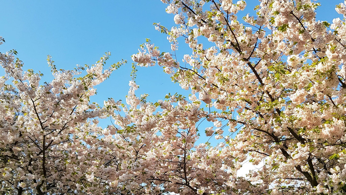  London, Anh: Xuân về cũng là lúc muôn cánh anh đào đua nhau khoe sắc, khiến bất kỳ ai cũng phải ngất ngây ngắm nhìn. Tại London, hoa anh đào tràn ngập mọi ngóc ngách từ khu phố nhỏ, con đường, công viên đến cánh rừng… Màu trắng và hồng của hoa anh đào nở trong nắng vàng, thấp thoáng qua những mái nhà cổ kính tạo nên nét đẹp rất lãng mạn cho London trong những ngày xuân. Ảnh Internet