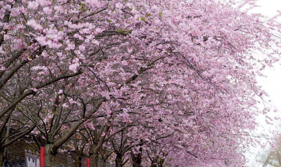  Berlin, Đức: Thành phố Berlin có hàng ngàn cây hoa anh đào. Những cây hoa anh đào này đã được trồng ngay sau khi Bức tường Berlin sụp đổ, một đài truyền hình Nhật Bản đã bắt đầu gây quỹ và tặng những cây hoa anh đào cho thành phố Berlin như một món quà. Món quà này giờ đây đã trở thành một trong những thứ mà khách du lịch trên khắp thế giới muốn chiêm ngưỡng khi đến Berlin. Berlin hiện đang có hơn 9000 cây hoa anh đào khắp nơi trên thành phố. Ảnh Internet