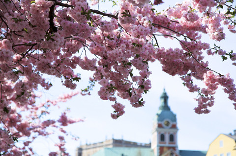 Không chỉ sở hữu các địa điểm cổ kính, mang ý nghĩa sâu sắc, châu Âu còn được mệnh danh là đất nước lãng mạn với các mùa hoa tuyệt đẹp. Trong đó nổi bật nhất phải kể đến mùa hoa anh đào rực rỡ với các bông hoa khoe sắc thắm mỗi khi mùa xuân gõ cửa. Ảnh Thảo Askling
