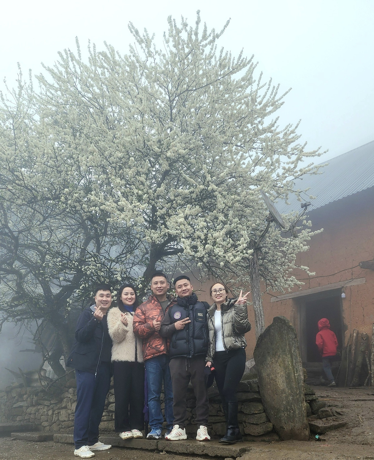 Với đồng bào dân tộc các tỉnh miền núi phía Bắc, hoa mận là loài hoa của mùa Xuân, được ví là bông tuyết của núi rừng bởi màu trắng tinh khiết độc đáo của cánh hoa. Ảnh Y Tý