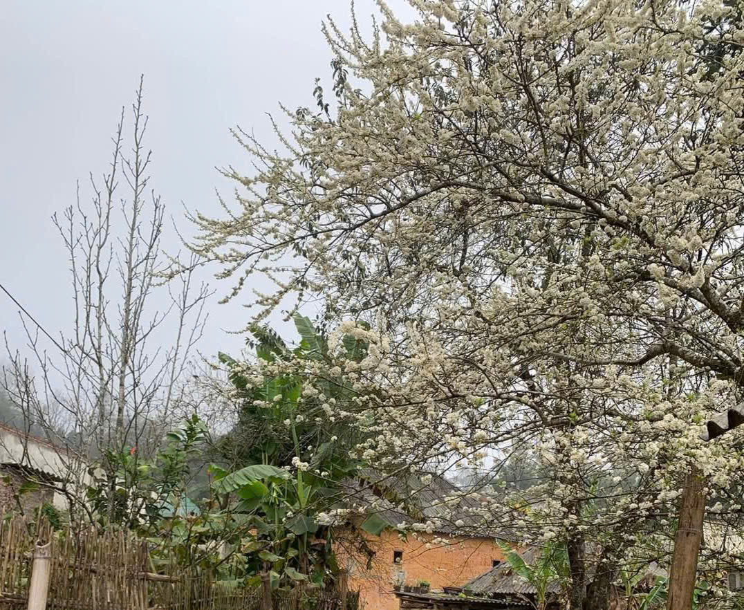 Y Tý mùa xuân về là điểm hẹn tuyệt vời cho những ai đam mê dịch chuyển, dành cho những ai ưa thích khám phá và trải nghiệm, muốn tìm sự bình yên, rời xa sự ồn ào phố thị. Ảnh Lưu Vân Anh