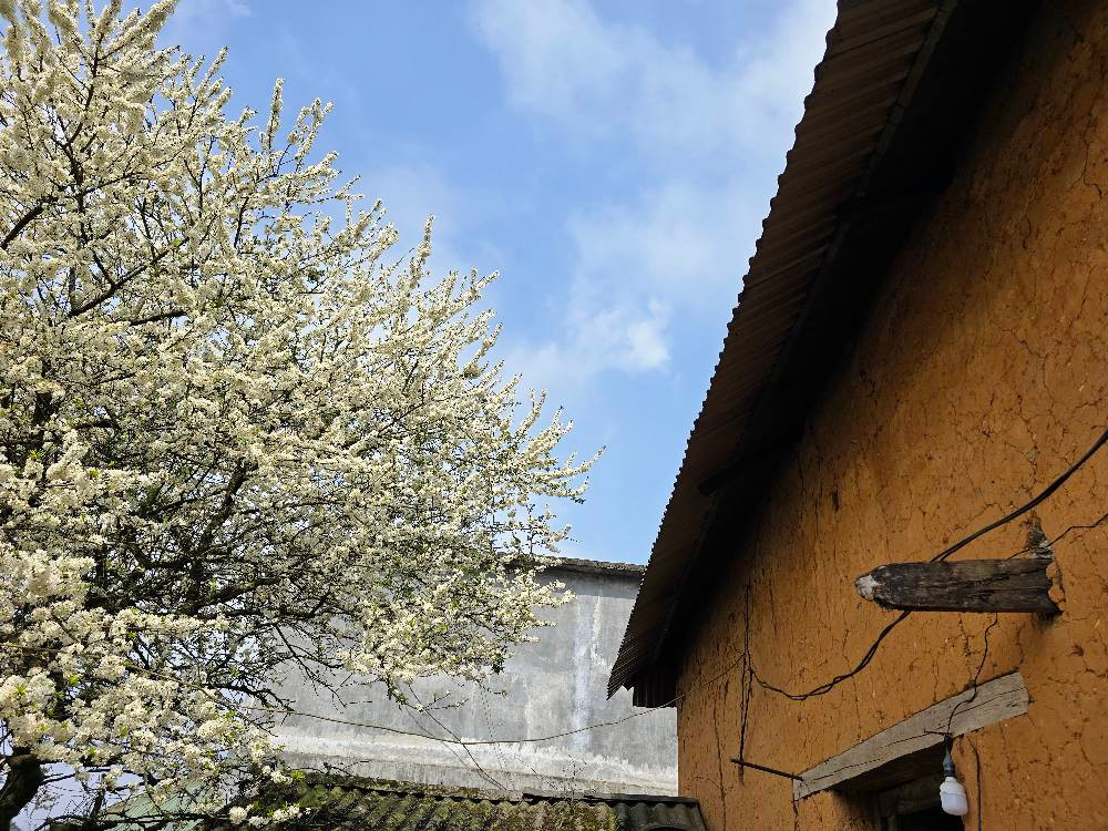 Lao Chải là một trong những bản làng của người Hà Nhì đen, nơi lưu giữ những cây hoa mận có tuổi đời hàng chục năm. Ảnh Hồng Dung