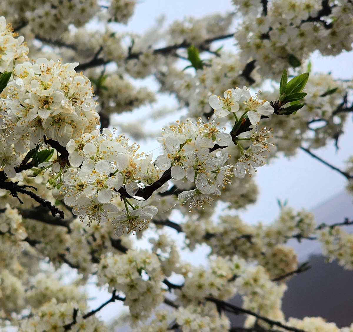 Những gốc mận cổ thụ với thân cây sần sùi, cành lá mốc rêu, tỏa bóng mát và nở hoa trắng muốt vào dịp đầu xuân, tạo nên khung cảnh như chốn tiên cảnh. Ảnh Y Tý