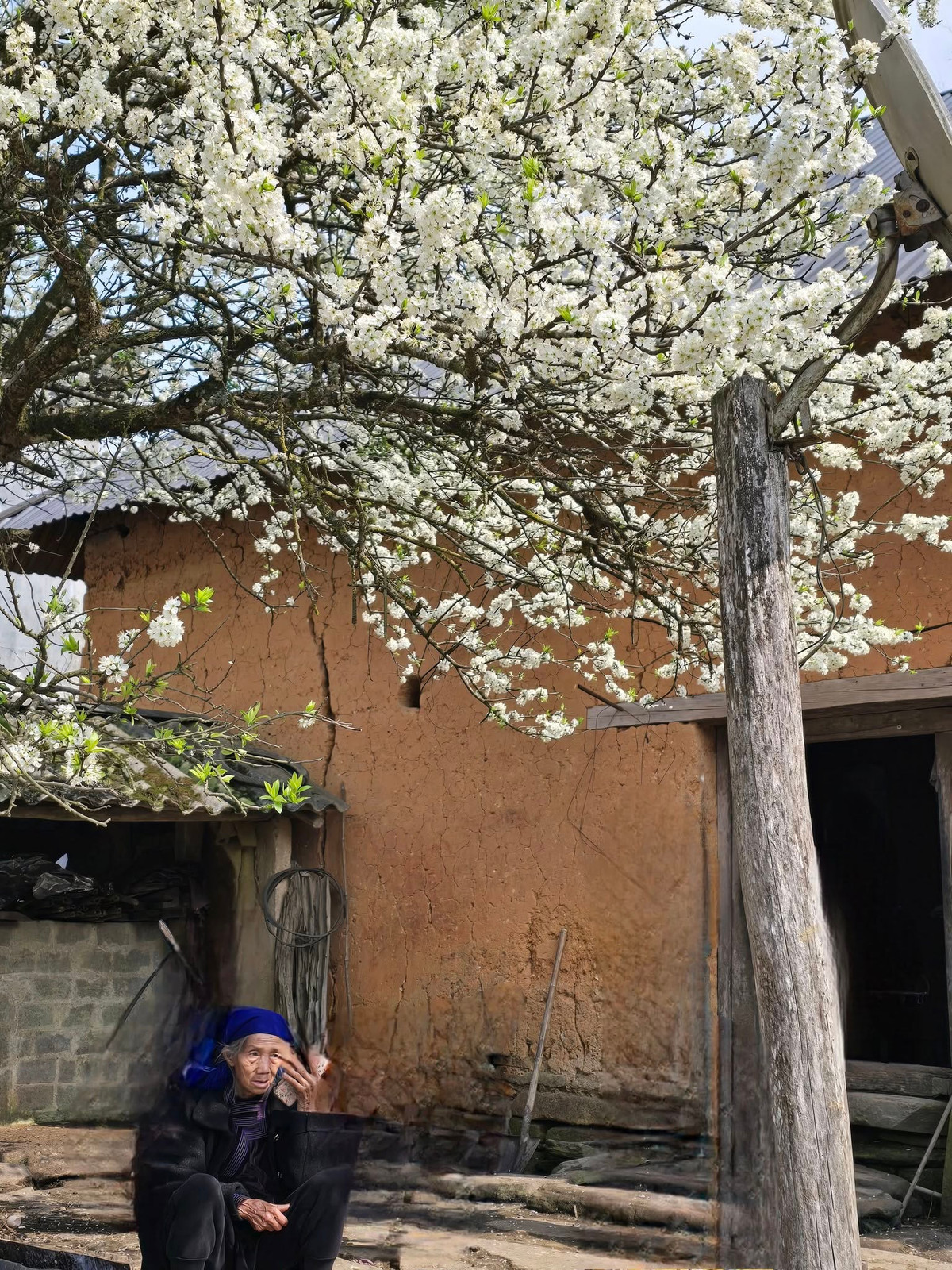 Để "thu" được những bức hình ấn tượng, nhiều du khách đã chọn đến Lao Chải vào sáng sớm hoặc chiều tà, khi sương mù bao phủ tạo hiệu ứng mờ ảo, hoặc nắng vàng nhẹ làm nổi bật sắc trắng tinh khôi của hoa. Ảnh Hồng Dung