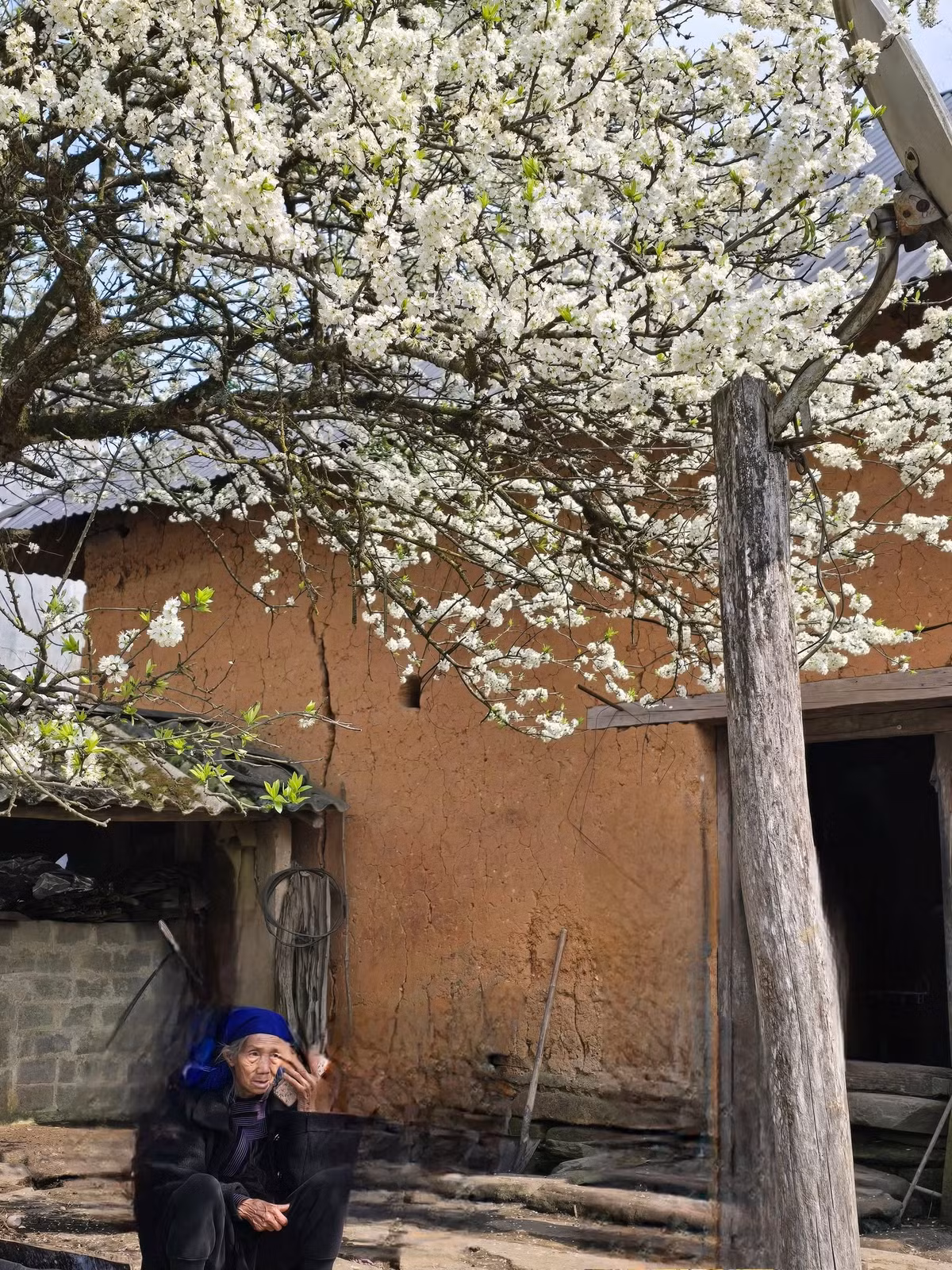 Để "thu" được những bức hình ấn tượng, nhiều du khách đã chọn đến Lao Chải vào sáng sớm hoặc chiều tà, khi sương mù bao phủ tạo hiệu ứng mờ ảo, hoặc nắng vàng nhẹ làm nổi bật sắc trắng tinh khôi của hoa. Ảnh Hồng Dung