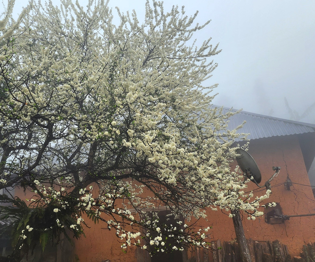 Hoa mận ở Y Tý thường nở rộ từ cuối tháng 1 đến đầu tháng 3, tùy theo điều kiện thời tiết. Hoa mận ở đây có cánh mỏng manh, nở thành từng chùm dày đặc, phủ trắng cả cây. Ảnh Y Tý