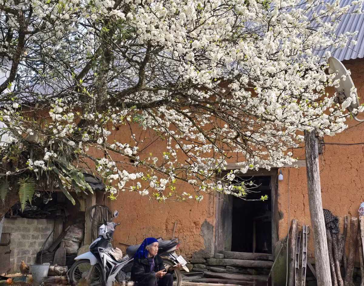 Những cây mận cổ nơi đây đã chứng kiến bao thăng trầm của bản làng và trở thành người bạn tri kỷ của người dân. Ảnh Hồng Dung