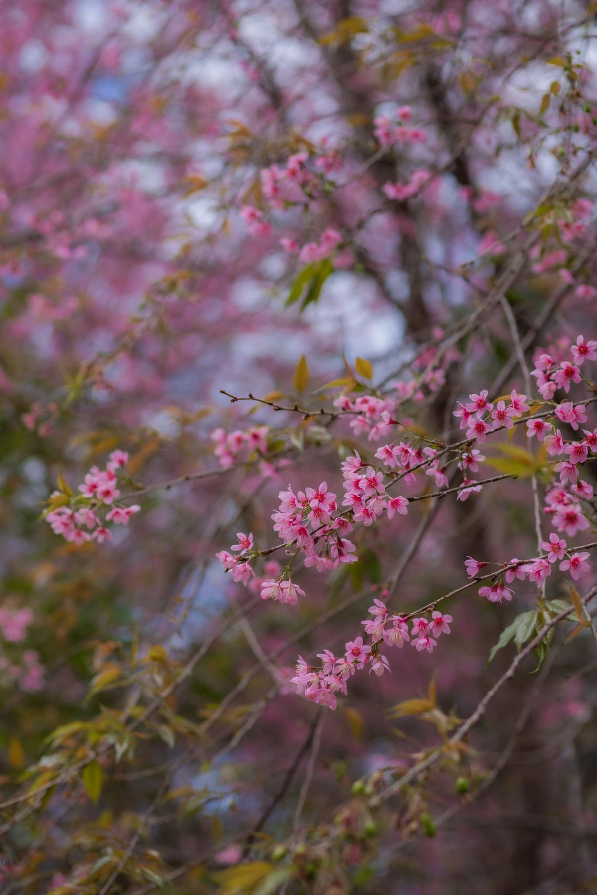 Đến đây, du khách sẽ được tận hưởng một không gian tĩnh lặng, hoang sơ và đắm chìm trong hương thơm dịu nhẹ của hoa. Ảnh Internet