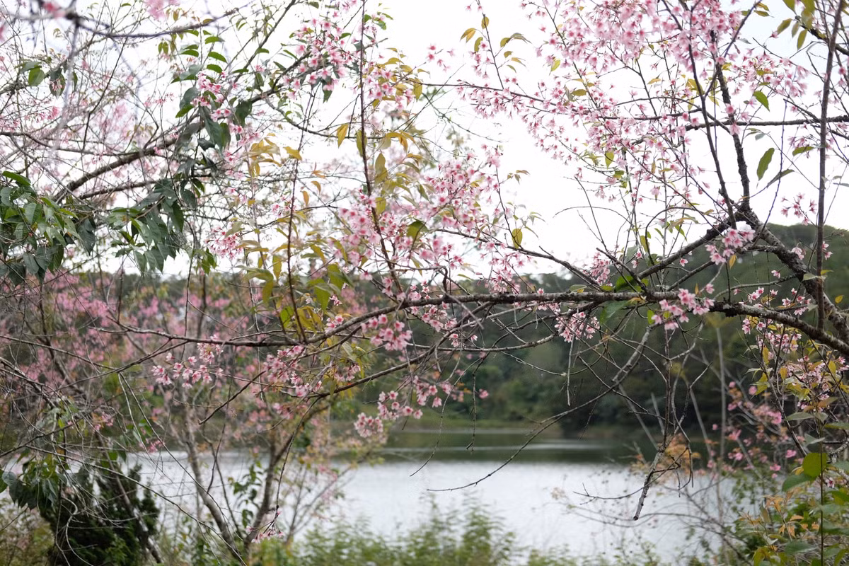 Mỗi bông hoa mai anh đào có 5 cánh với màu trắng hồng tinh khiết, tạo nên một cảnh tượng vô cùng thơ mộng và lãng mạn. Ảnh Internet