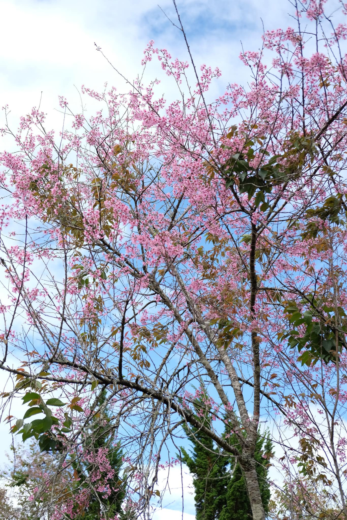 Thời điểm đẹp nhất để ngắm hoa mai anh đào là vào lúc nắng sớm hoặc lúc hoàng hôn.