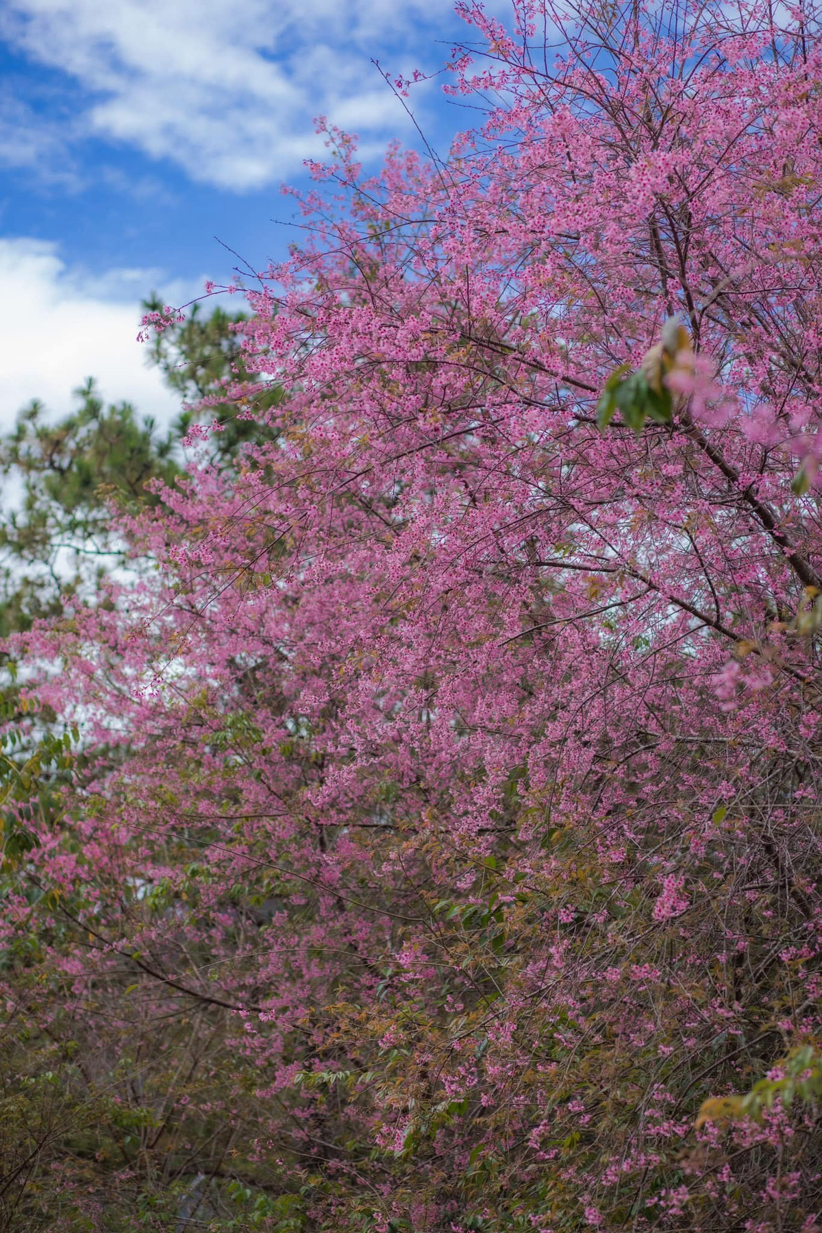 Đà Lạt vào mùa hoa mai anh đào không chỉ thu hút du khách bởi vẻ đẹp của hoa mà còn bởi không khí se lạnh, tạo nên một khung cảnh lãng mạn và yên bình. Ảnh Internet