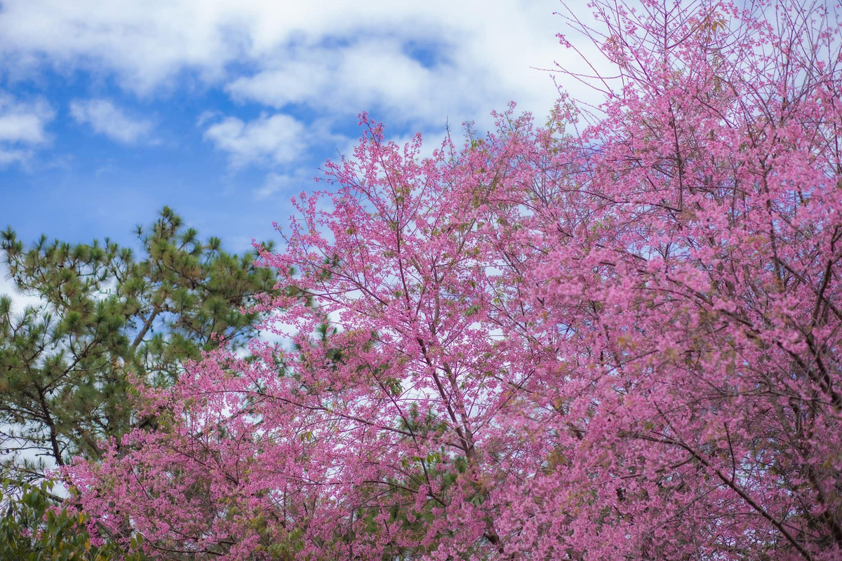 Mai anh đào là loài cây thân gỗ, cao từ 5-7m, có thể lên tới 30m khi trưởng thành. Vào mùa thu, lá cây rụng dần, để lại những cành trơ trụi, ngủ đông. Mùa xuân đến, cây bắt đầu nở hoa rực rỡ. Ảnh Internet