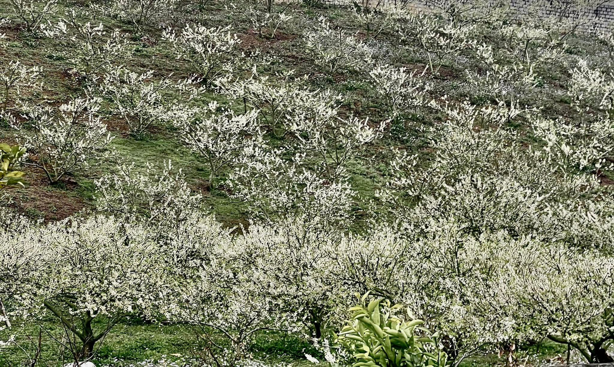 Về chỗ ở, cần đặt phòng trước ít nhất 1-2 tuần, đặc biệt vào dịp cuối tuần. Các homestay gần điểm ngắm hoa có giá từ 300.000-800.000đ/đêm, nên mang theo đầy đủ đồ dùng cá nhân vì nhiều nơi chưa có đủ tiện nghi. Hãy luôn ghi nhớ tôn trọng cảnh quan và người dân địa phương. Không leo trèo bẻ cành, giữ khoảng cách an toàn với ong khi chụp ảnh, mang theo túi đựng rác và trang phục lịch sự khi vào các bản làng. Ảnh Internet