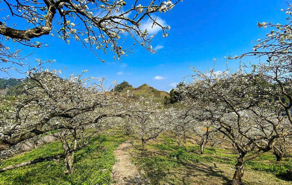  Rừng thông bản Áng: Một điểm đến du lịch Mộc Châu độc đáo là rừng thông bản Áng, nơi hội tụ vẻ đẹp của hai loài cây đặc trưng vùng núi Tây Bắc. Những tán thông xanh mướt quanh năm làm nền cho sắc trắng tinh khôi của hoa mận, tạo nên bức tranh thiên nhiên đa sắc màu. Đặc biệt, khu vực này còn có hồ nước trong vắt, phản chiếu khung cảnh hoa mận và rừng thông tạo nên những khung hình độc đáo. Du khách có thể tận hưởng không gian yên bình bằng việc cắm trại dưới tán thông, chèo thuyền kayak trên hồ hay tổ chức picnic giữa vườn mận đang độ nở rộ. Ảnh Internet