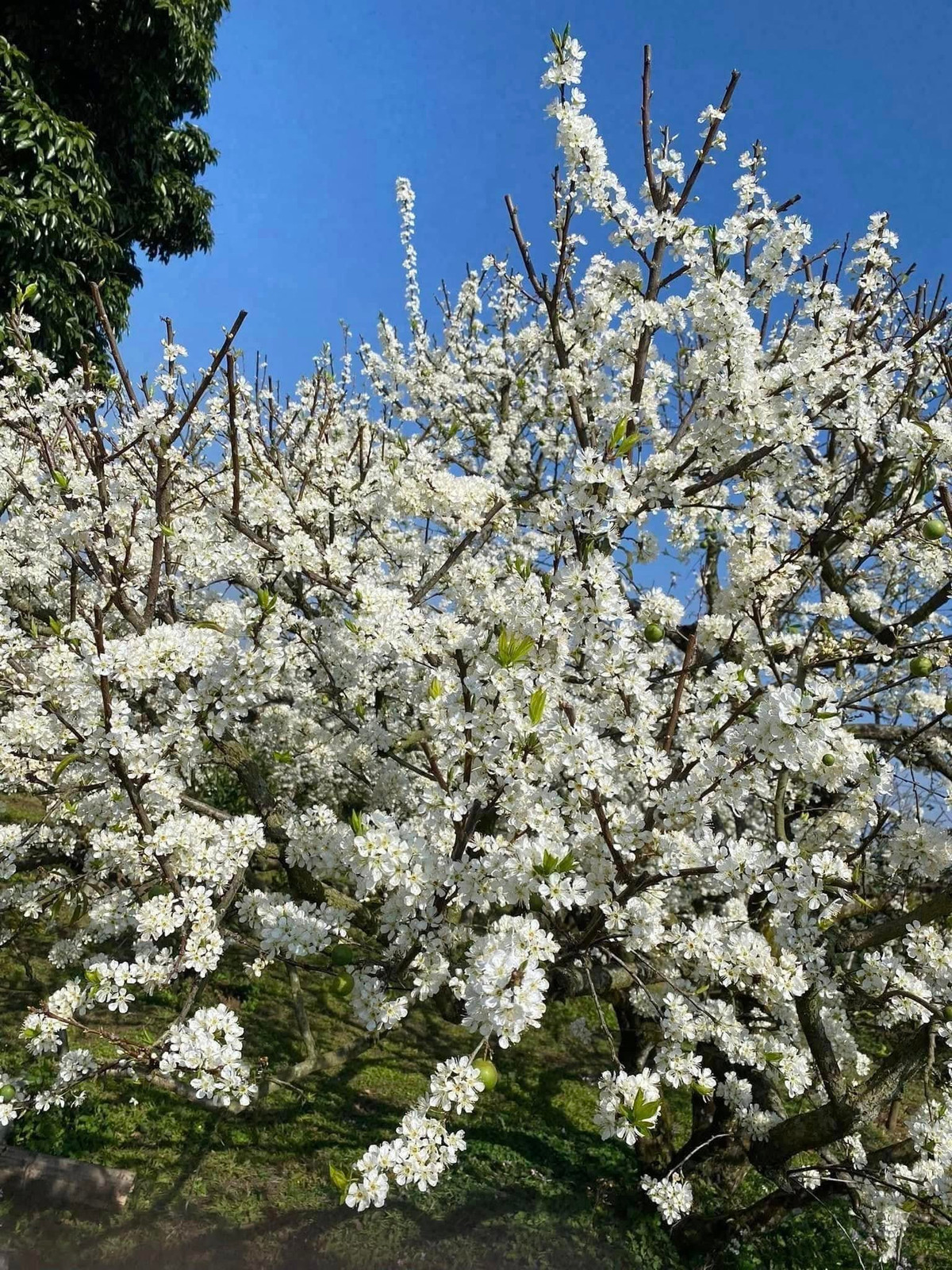 Về lịch trình, thời điểm lý tưởng để bắt đầu ngày mới là từ 4h sáng, khi sương mai còn phủ trắng không gian. Tránh di chuyển sau 6h tối do đường núi khó đi và thời tiết dễ thay đổi. Nên thuê xe có người lái địa phương và đi theo nhóm từ 3-4 người để đảm bảo an toàn. Ảnh Internet