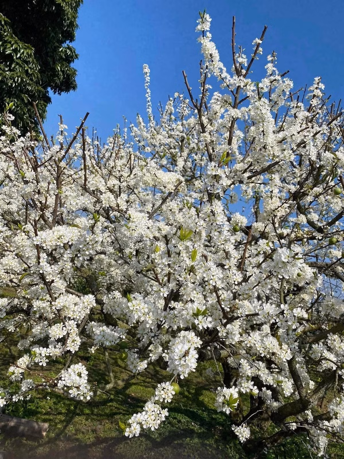 Về lịch trình, thời điểm lý tưởng để bắt đầu ngày mới là từ 4h sáng, khi sương mai còn phủ trắng không gian. Tránh di chuyển sau 6h tối do đường núi khó đi và thời tiết dễ thay đổi. Nên thuê xe có người lái địa phương và đi theo nhóm từ 3-4 người để đảm bảo an toàn. Ảnh Internet