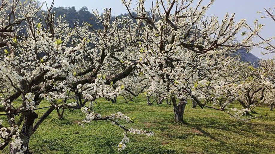  Bản Pa Phách: Cách trung tâm 25km về phía Bắc, bản Pa Phách thu hút du khách bằng vẻ đẹp hoang sơ cùng những vườn mận cổ thụ 50-80 năm tuổi. Nơi đây không chỉ là điểm ngắm hoa mà còn là nơi lưu giữ nét văn hóa nguyên bản của người Thái đen. Du khách có thể tham quan những ngôi nhà sàn truyền thống, học cách dệt thổ cẩm và thưởng thức những món ăn đặc sắc của vùng cao. Khung cảnh bản làng yên bình giữa rừng hoa mận trắng tạo nên một trải nghiệm du lịch Tây Bắc khó quên. Ảnh Internet
