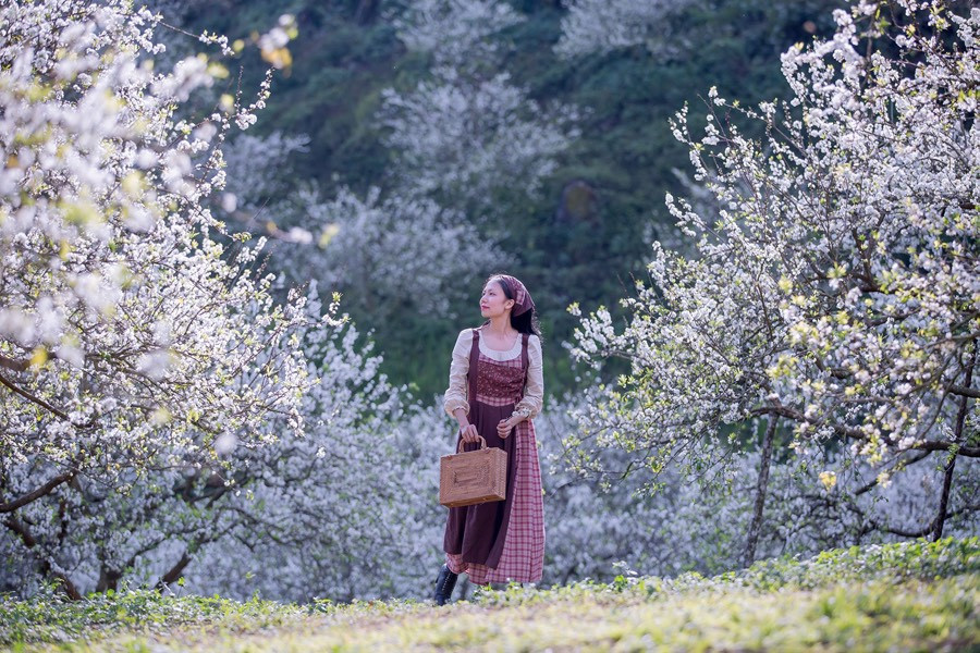 Mộc Châu mùa nào cũng đẹp, nhưng một trong những thời điểm đẹp nhất trong năm có lẽ là tháng 1, tháng 2, khi mùa hoa mận nở. Mộc Châu như một cô gái e ấp khoác lên mình chiếc áo trắng tinh khôi rực sáng cả núi rừng Tây Bắc. Ảnh Vietnamnet