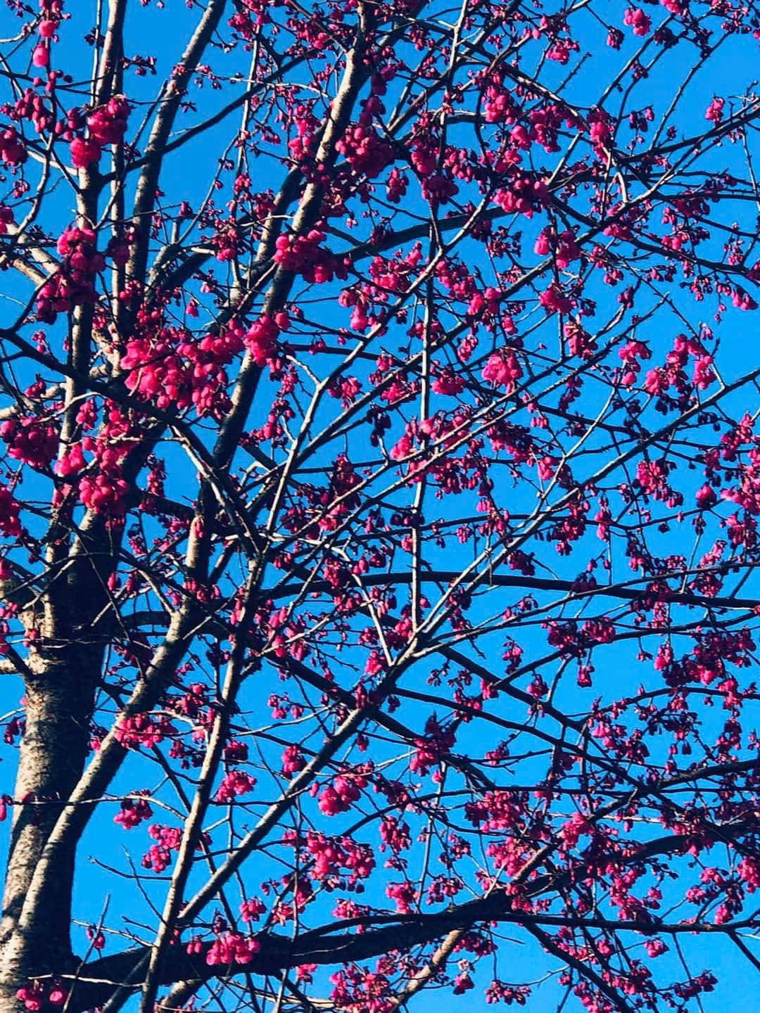 Không chỉ mang nét đẹp rêu phong, cây đào cổ khi bung nở còn gây xao xuyến bởi vẻ đẹp ngọt ngào của từng bông hoa. Ảnh Internet