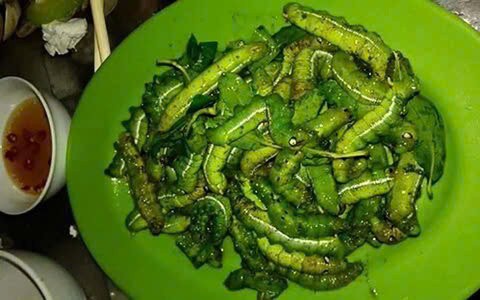 Trong số các món nhậu từ sâu, sâu khoai cũng là “mồi nhậu” khoái khẩu của cánh đàn ông. Bề ngoài sâu khoai có thể sẽ khiến bạn “khiếp đảm” vì nó vừa to vừa mềm nhũn, lại màu xanh. Ảnh Internet