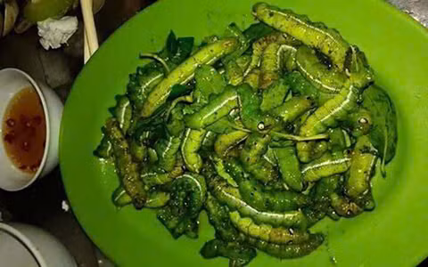 Trong số các món nhậu từ sâu, sâu khoai cũng là “mồi nhậu” khoái khẩu của cánh đàn ông. Bề ngoài sâu khoai có thể sẽ khiến bạn “khiếp đảm” vì nó vừa to vừa mềm nhũn, lại màu xanh. Ảnh Internet