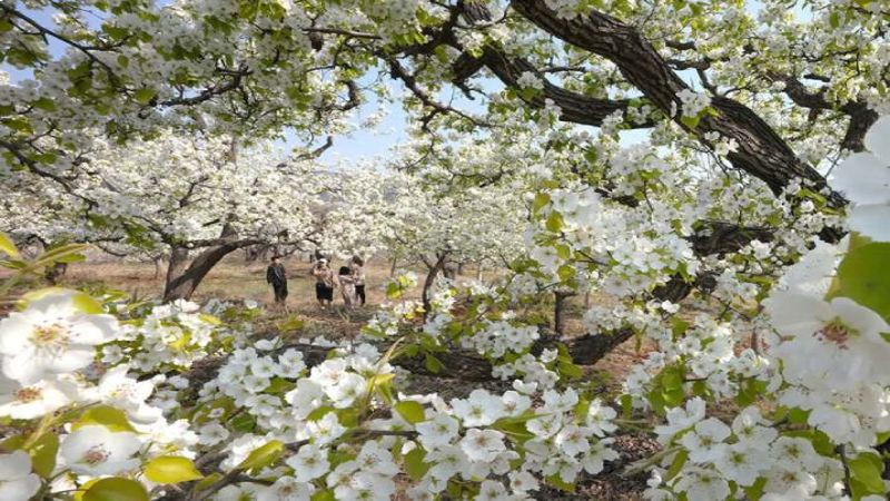 Sắc trắng mộc mạc của những loài hoa trên vùng đất cao nguyên sẽ khiến du khách không khỏi đắm say, mê mẩn đến ngỡ ngàng mỗi khi đến đây chiêm ngưỡng, trải nghiệm. Ảnh Internet