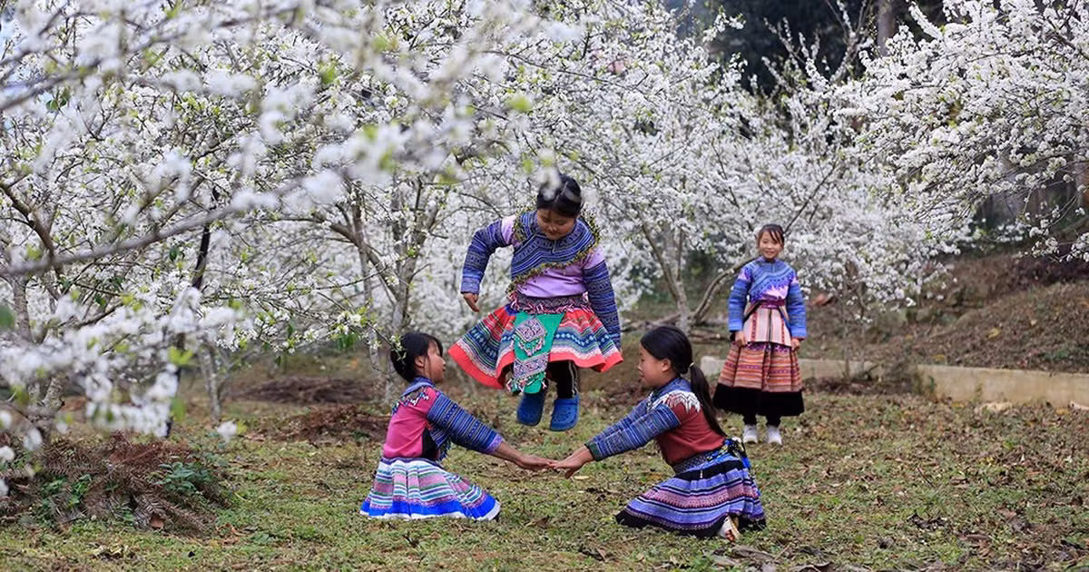 Bắc Hà không chỉ thu hút bởi sắc hoa mận mà còn bởi không gian yên ả, thanh bình của những bản làng vùng cao. Mỗi bước chân dọc theo con đường làng, du khách sẽ cảm nhận được vẻ đẹp mơ màng của những cánh hoa mận nhẹ nhàng bay trong gió. Ảnh Internet