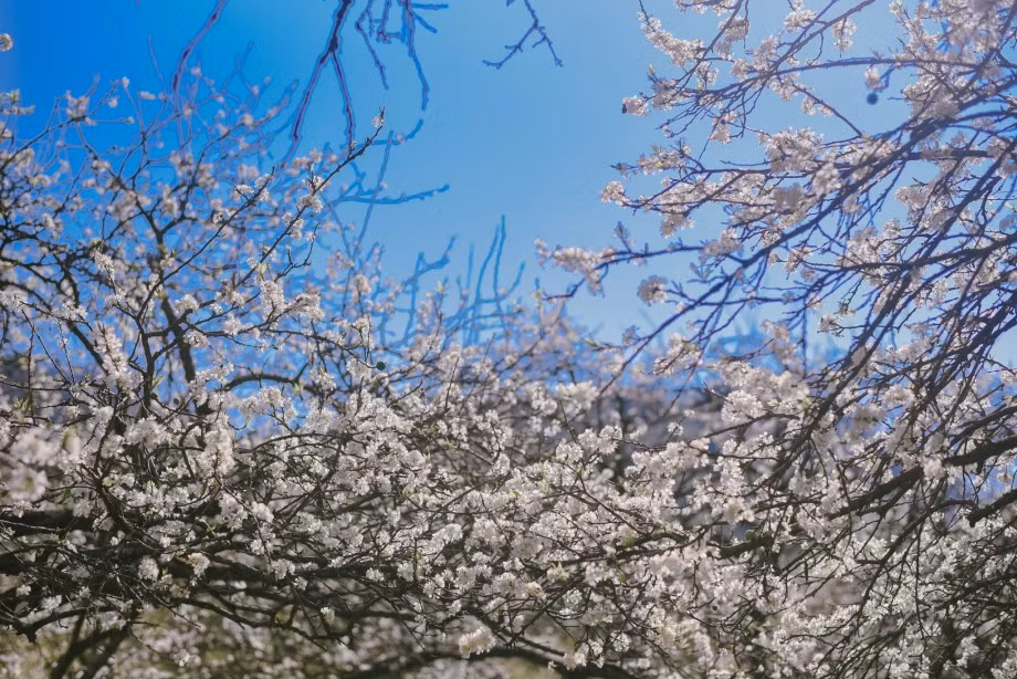 Đến với du lịch Mộc Châu mùa hoa mận trắng vào khoảng cuối tháng 1 đến tháng 2, du khách sẽ như lạc vào xứ sở thần tiên bởi màu hoa mận phủ trắng cả núi đồi, khắp thung lũng tạo thành một chốn thiên đường giữa lưng chừng mây. Ảnh Internet