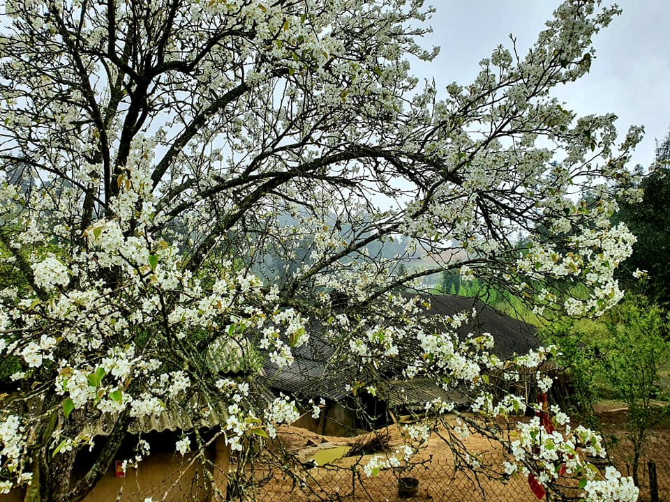 Hoa lê ở Bắc Hà nở rộ vào khoảng cuối tháng 2 cho tới hết tháng 3. Thời điểm này, khắp các thung lũng, trên đồi cao hay trong vườn đều phủ trắng hoa lê lung linh với nắng xuân. Đây là thời điểm đẹp nhất để du khách tới du xuân và thưởng ngoạn. Ảnh Internet