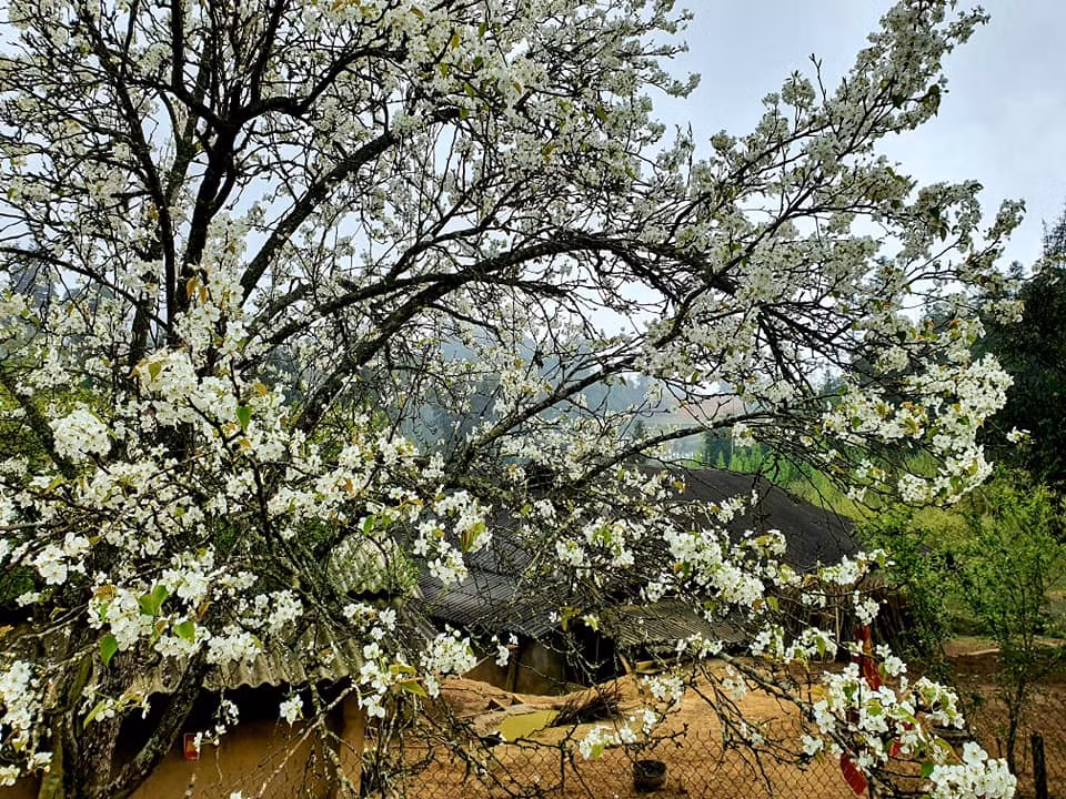 Hoa lê ở Bắc Hà nở rộ vào khoảng cuối tháng 2 cho tới hết tháng 3. Thời điểm này, khắp các thung lũng, trên đồi cao hay trong vườn đều phủ trắng hoa lê lung linh với nắng xuân. Đây là thời điểm đẹp nhất để du khách tới du xuân và thưởng ngoạn. Ảnh Internet