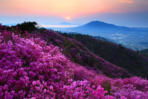 Đỉnh Fansipan là giấc mơ của những người trẻ đam mê du lịch Tây Bắc. Không chỉ là nơi săn mây, đón bình minh hay ngắm hoàng hôn tráng lệ, Fansipan còn là mái nhà của những loại hoa đỗ quyên cực quý hiếm. Ảnh Internet