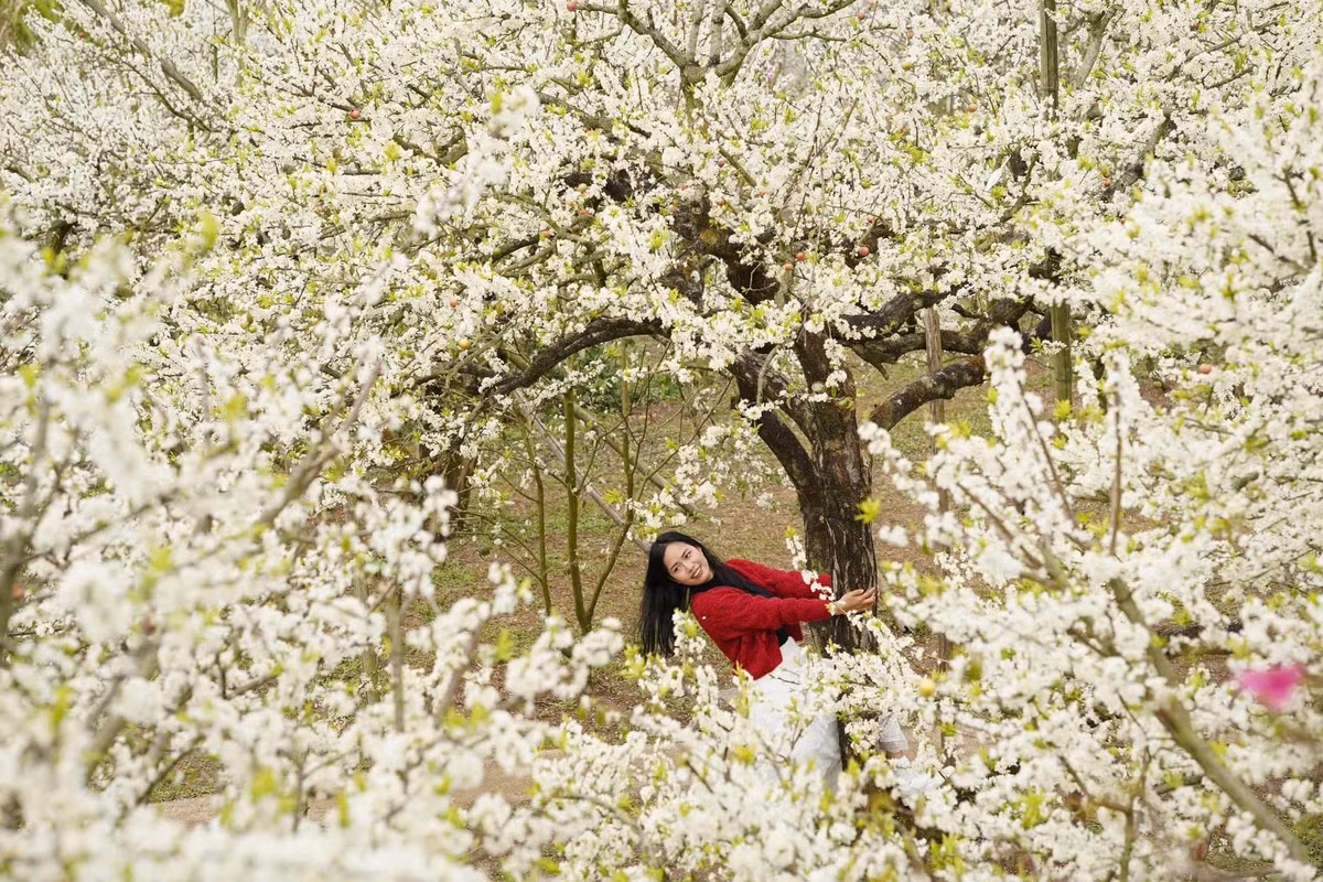 Từ tháng giêng âm lịch đến hết tháng 5 là thời điểm của các cung đường hoa, những miền hoa đẹp tựa cổ tích bung nở ở khu vực vùng núi phía Bắc. Đó là mận, đỗ quyên, sơn tra… mà chỉ có ở Tây Bắc sắc hoa mới rực rỡ và làm lòng người mê đắm đến vậy. Ảnh Lê Yến Travel