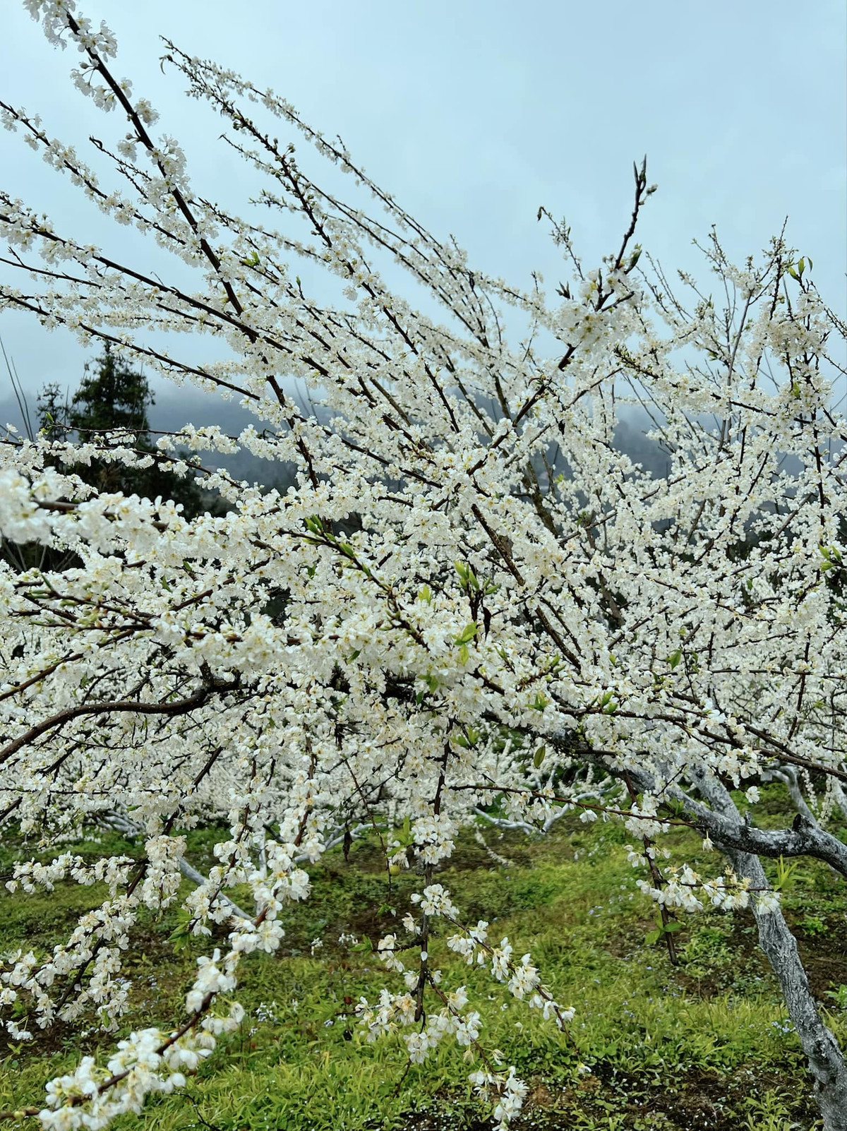 Những vườn mận kéo dài bất tận, trải rộng khắp các xã như Tả Van Chư, Lầu Thí Ngài, Na Hối, Thải Giàng Phố, Bản Phố, mang đến vẻ đẹp thanh bình và thơ mộng. Ảnh Internet