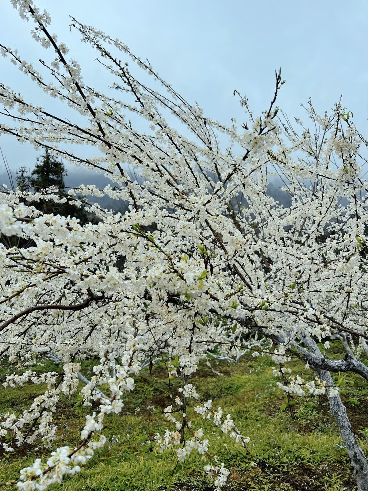 Những vườn mận kéo dài bất tận, trải rộng khắp các xã như Tả Van Chư, Lầu Thí Ngài, Na Hối, Thải Giàng Phố, Bản Phố, mang đến vẻ đẹp thanh bình và thơ mộng. Ảnh Internet