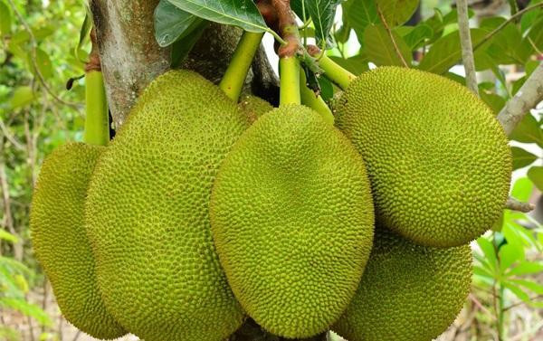 Người xưa quan niệm rằng, những loại hoa quả có gai khi sử dụng để thắp hương sẽ đem đến sự bất an, thị phi, những điều không may mắn. Ảnh minh họa
