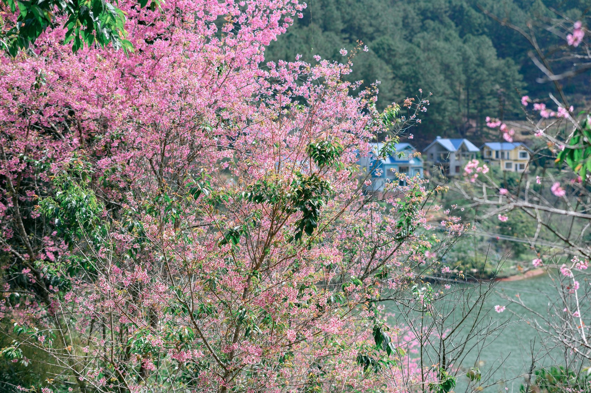 Du khách không nên đi quá sớm vì khi sương mù xuống những cánh hoa không được tươi tắn, cũng không nên đi vào những buổi trưa nắng vì khi đó mặt trời sẽ rất gắt. Ảnh Internet