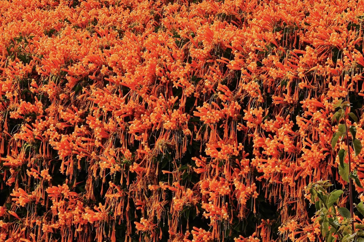 Hoa xác pháo leo giàn còn có tên là hoa chùm ớt, hoa rạng đông, hoa lửa, hay hoa pháo trượng. Vốn có nguồn gốc từ Nam Mỹ, đây là giống cây dễ trồng, chăm sóc, ra hoa rộ nhất vào đầu năm. Ảnh Znews